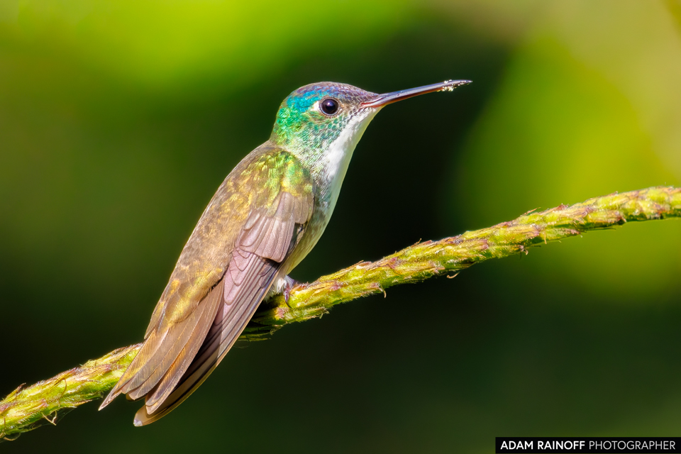 Azure-crowned Hummingbird, photographed at Villa Verde, Gracias, Lempira, Honduras