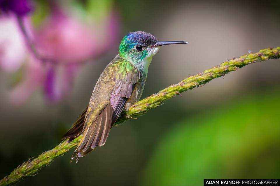 Azure-crowned Hummingbird, photographed at Villa Verde, Lempira, Honduras