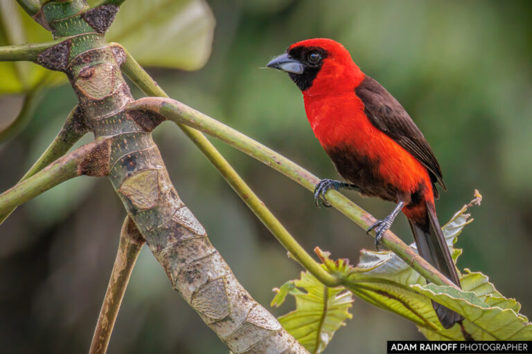 Masked Crimson Tanager (Ramphocelus nigrogularis)