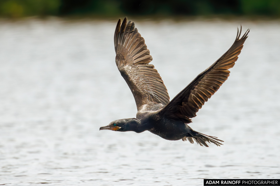 Neotropic Cormorant, photographed near Puerto Nariño, Amazonas, Colombia