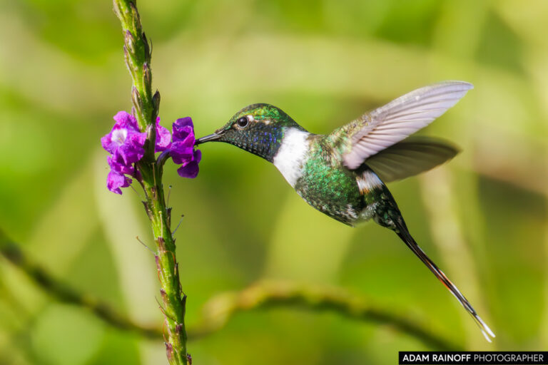 Sparkling-tailed Hummingbird (Tilmatura dupontii)
