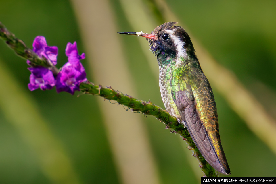 White-eared Hummingbird, photographed at Villa Verde, Lempira, Honduras