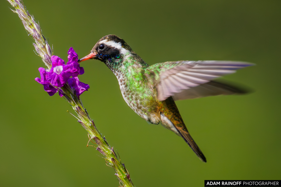 White-eared Hummingbird, photographed at Villa Verde, Lempira, Honduras