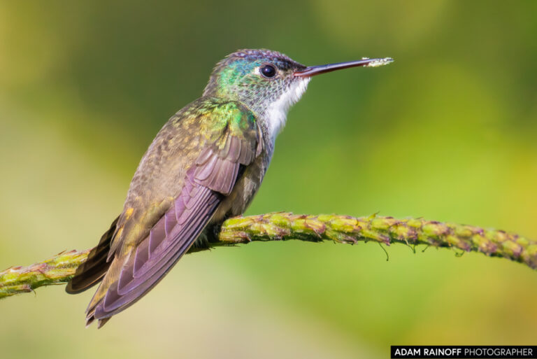 Azure-crowned Hummingbird (Saucerottia cyanocephala)