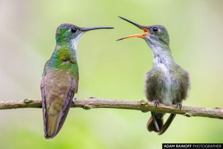 Azure-crowned Hummingbird (Saucerottia cyanocephala)