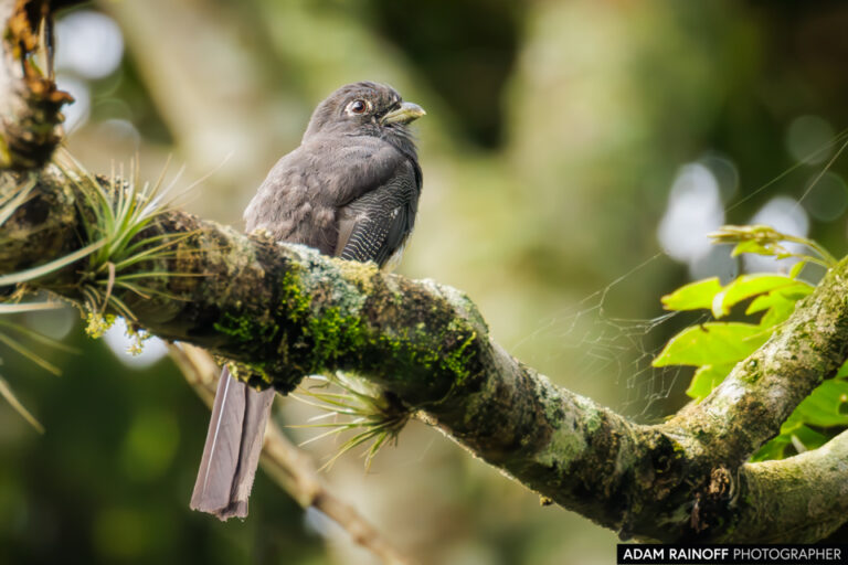 Gartered Trogon (Trogon caligatus)