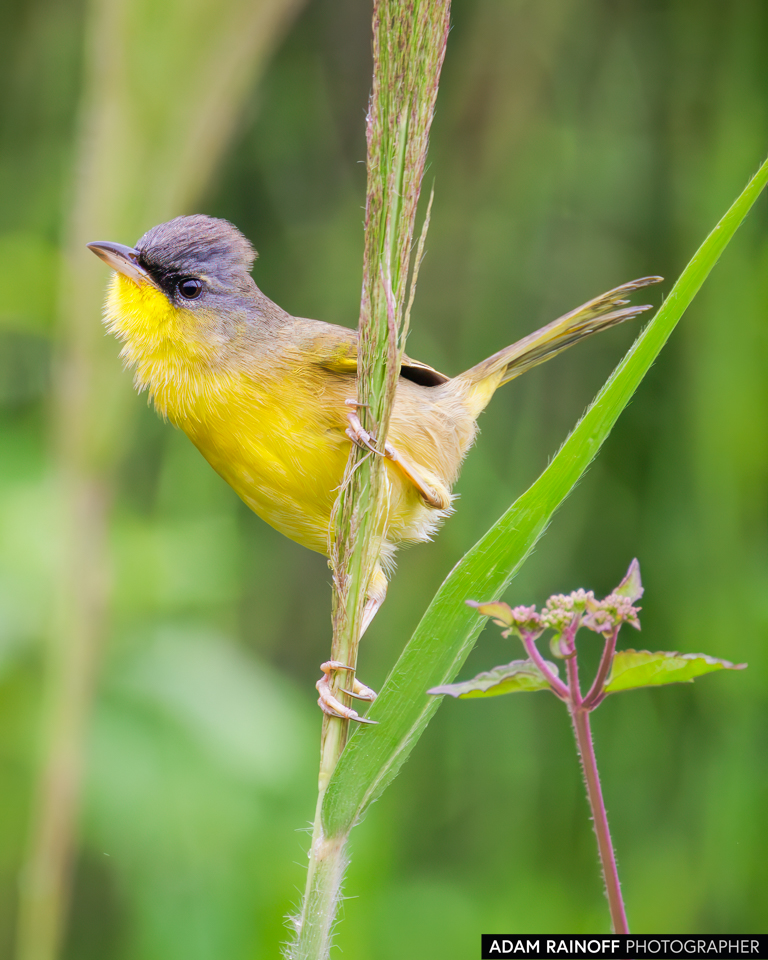 Gray-crowned Yellowthroat, photographed at Hacienda Montecristo, Copán, Honduras