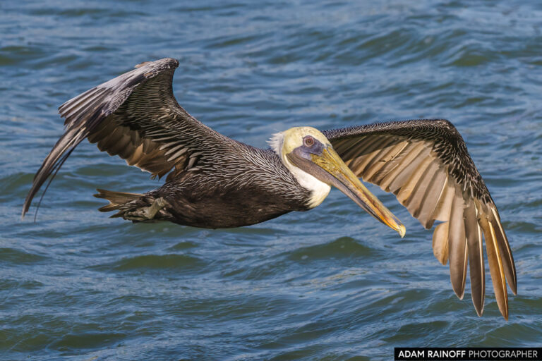 Brown Pelican (Pelecanus occidentalis)