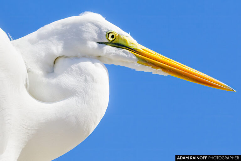 Great Egret (Ardea alba)