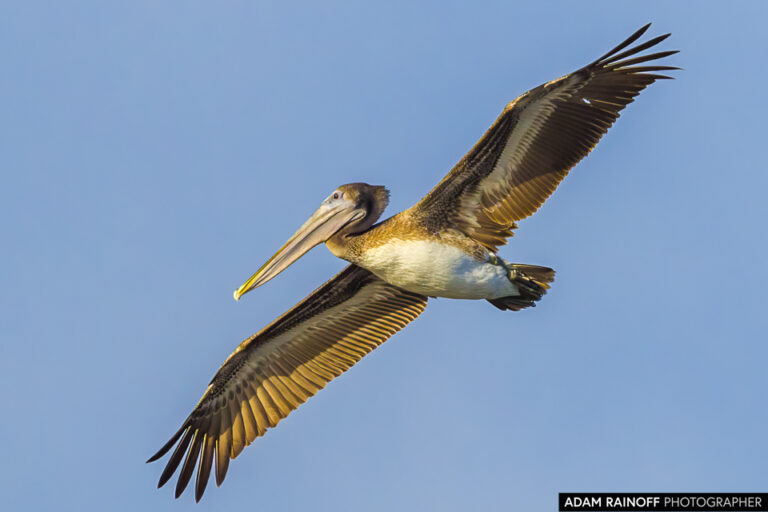 Brown Pelican (Pelecanus occidentalis)