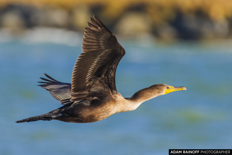 Double-crested Cormorant (Nannopterum auritum)
