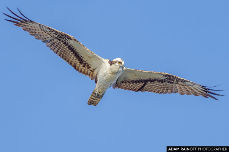 Osprey (Pandion haliaetus)