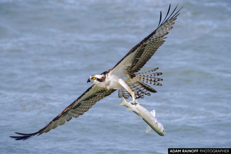 Osprey (Pandion haliaetus)