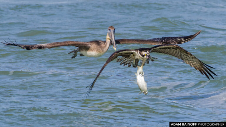 Osprey (Pandion haliaetus)