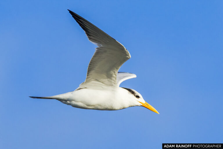 Royal Tern (Thalasseus maximus)