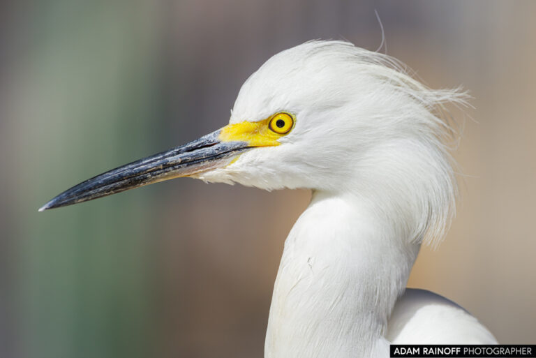 Snowy Egret (Egretta thula)