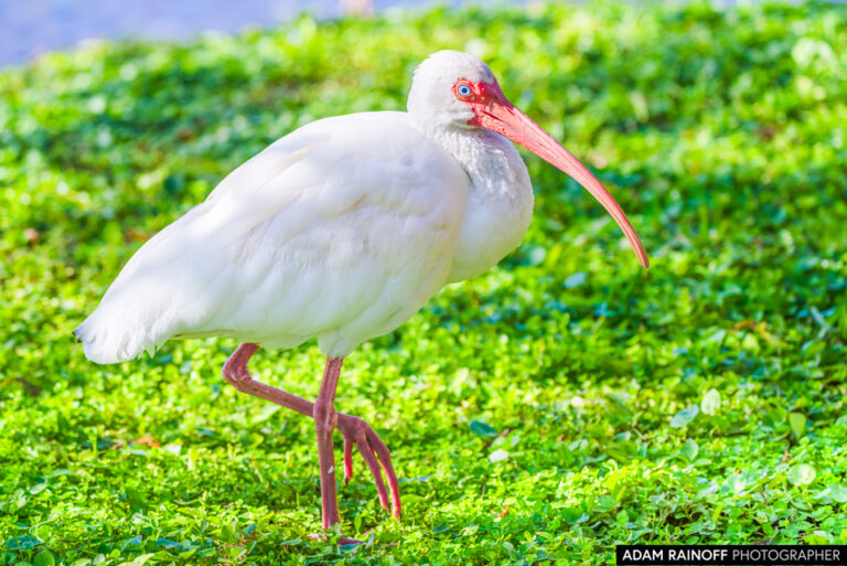 White Ibis (Eudocimus albus)