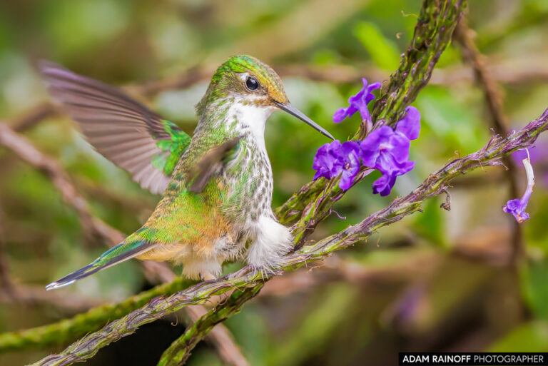 White-booted Racket-tail (Ocreatus underwoodii)