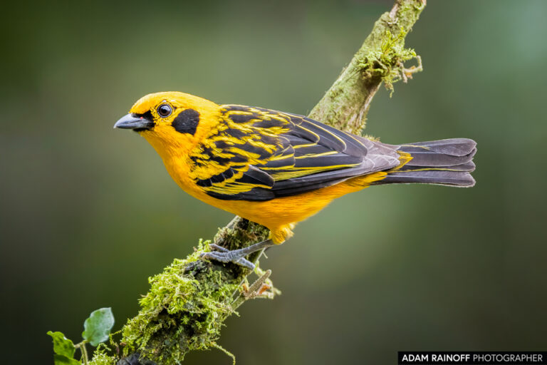 Golden Tanager (Tangara arthus)