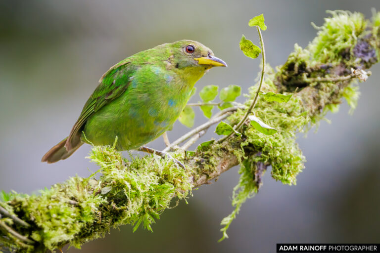 Green Honeycreeper (Chlorophanes spiza)