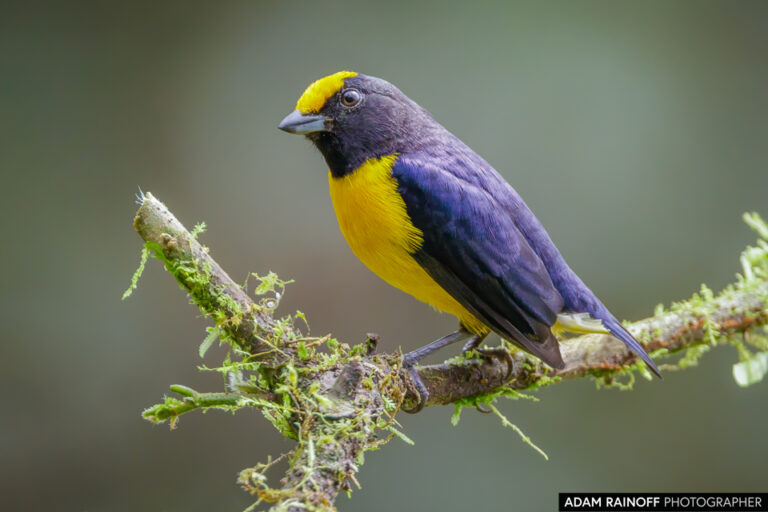 Orange-bellied Euphonia (Euphonia xanthogaster)
