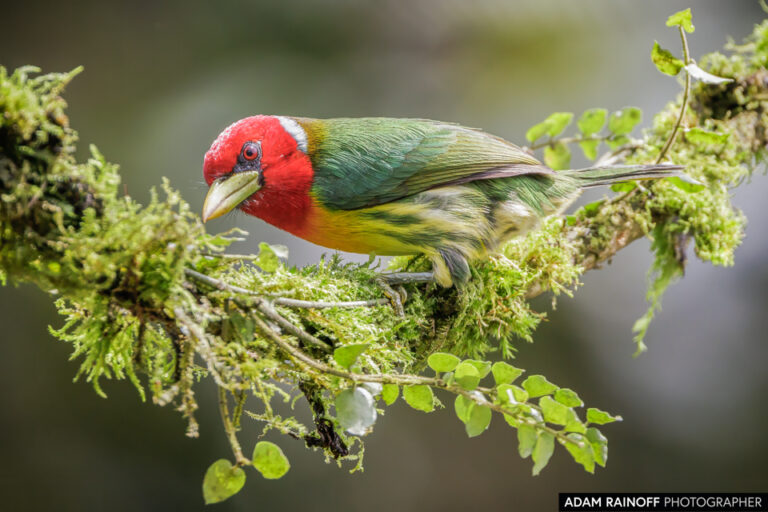 Red-headed Barbet (Eubucco bourcierii)