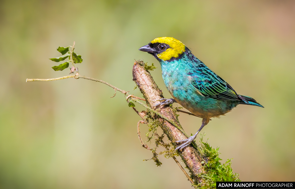 Saffron-crowned Tanager, photographed at La Florida El Bosque de las Aves, Valle del Cauca, Colombia