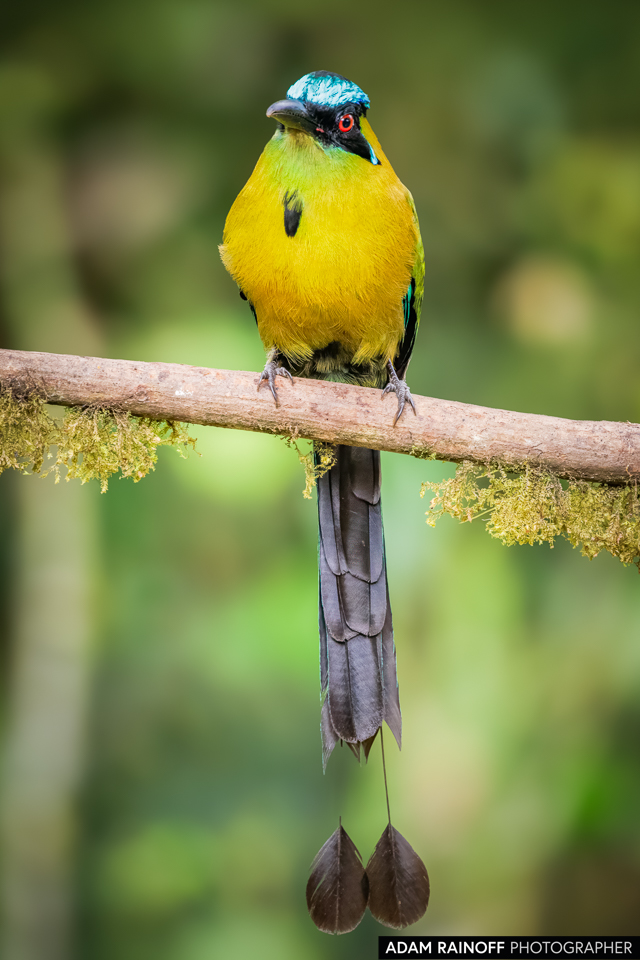 Andean Motmot, photographed at Finca Alejandría, near Cali, Valle del Cauca, Colombia