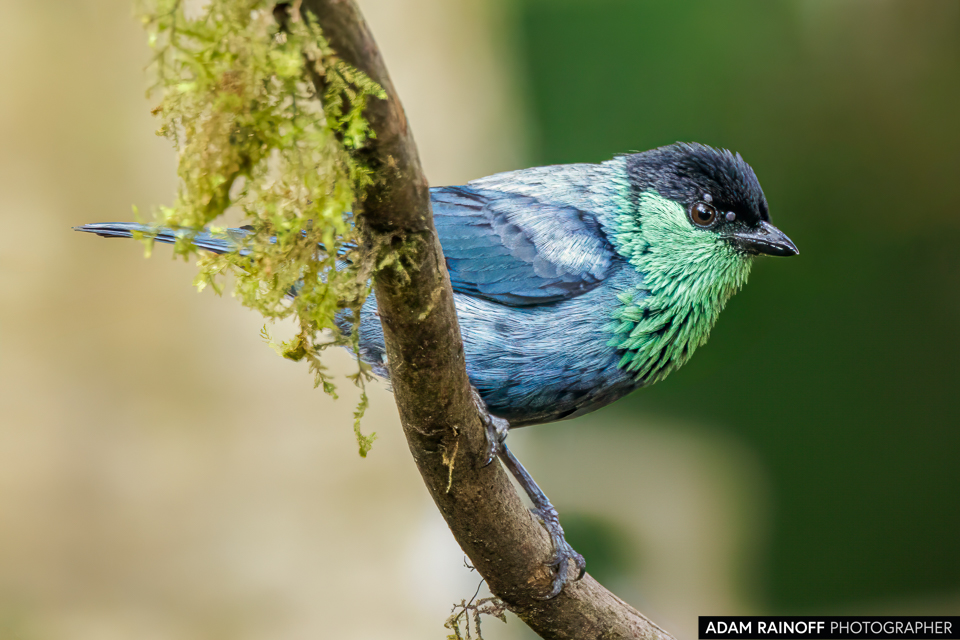 Black-capped Tanager, photographed at Finca Alejandría, near Cali, Valle del Cauca, Colombia