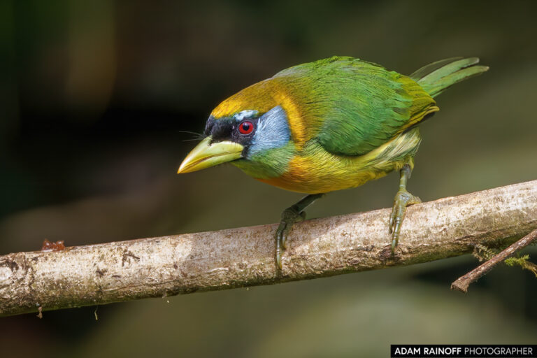 Red-headed Barbet (Eubucco bourcierii)