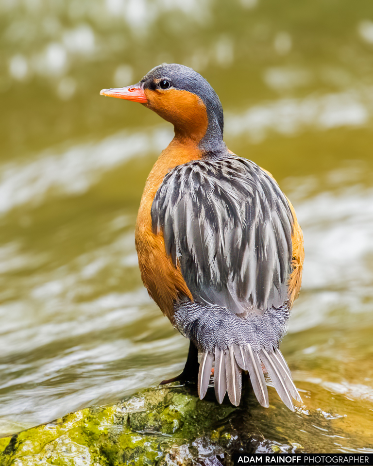 Female Torrent Duck, photographed at Pichindé, Cali, Valle del Cauca, Colombia
