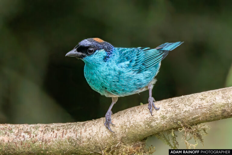 Golden-naped Tanager (Chalcothraupis ruficervix)