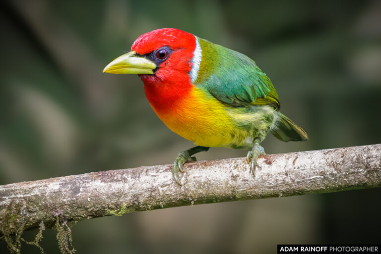Red-headed Barbet (Eubucco bourcierii)