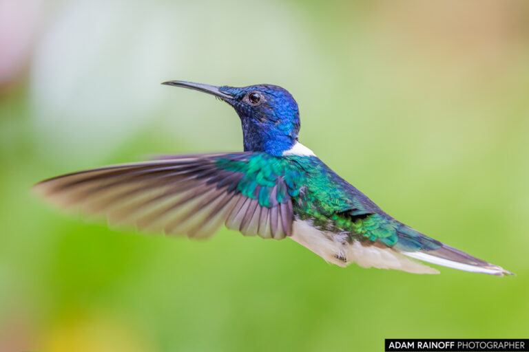 White-necked Jacobin (Florisuga mellivora)