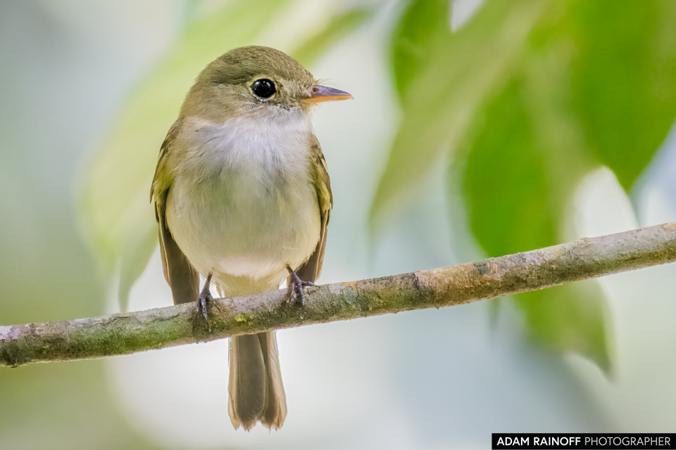 Acadian Flycatcher, photographed at Lost City, Falan, Tolima, Colombia