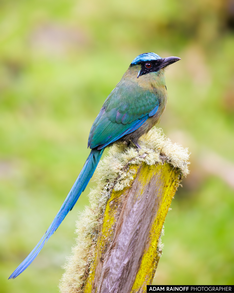 Andean Motmot, photographed at Cañón del Combeima, Ibagué, Tolima, Colombia