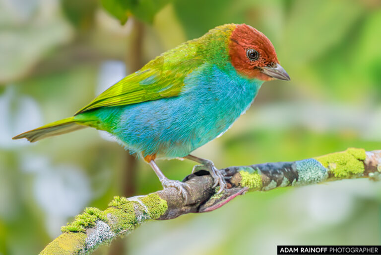 Bay-headed Tanager (Tangara gyrola)