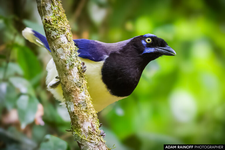 Black-chested Jay (Cyanocorax affinis)