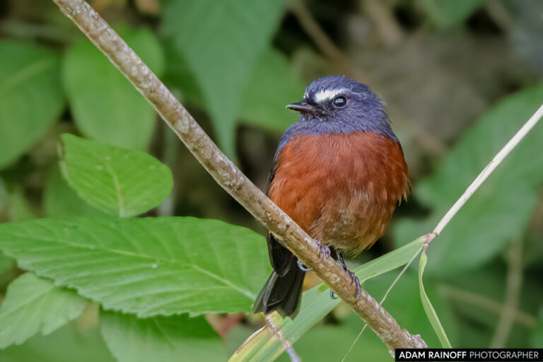 Chestnut-bellied Chat-Tyrant (Ochthoeca cinnamomeiventris)