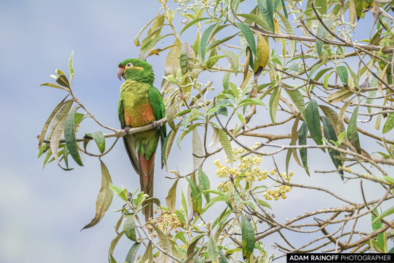Golden-plumed Parakeet (Leptosittaca branickii)