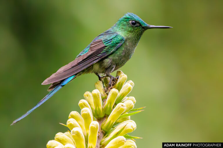 Long-tailed Sylph (Aglaiocercus kingii)