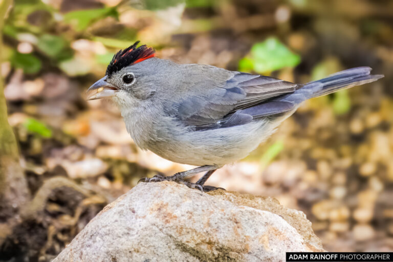 Pileated Finch (Coryphospingus pileatus)