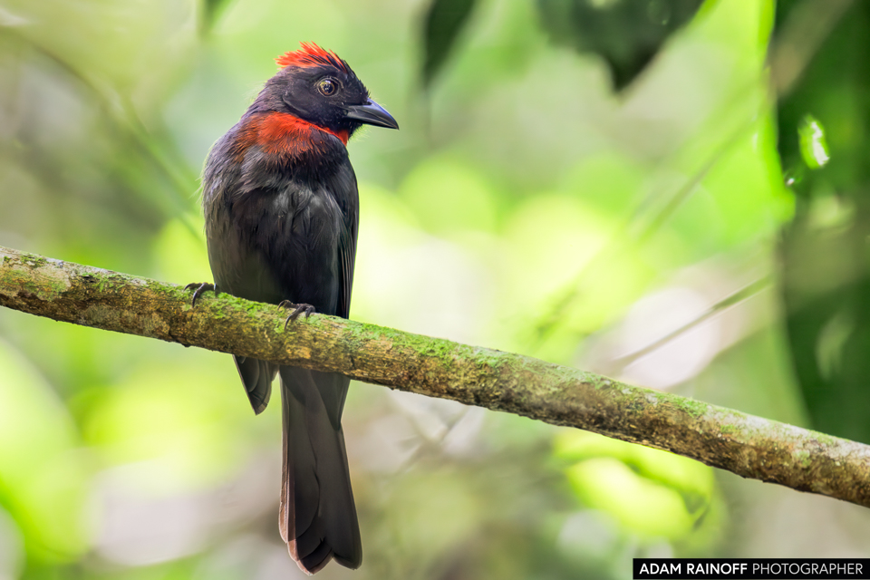 Sooty Ant-Tanager, photographed at Lost City, Falan, Tolima, Colombia