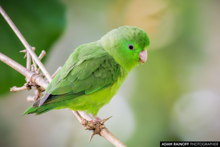 Spectacled Parrotlet (Forpus conspicillatus)