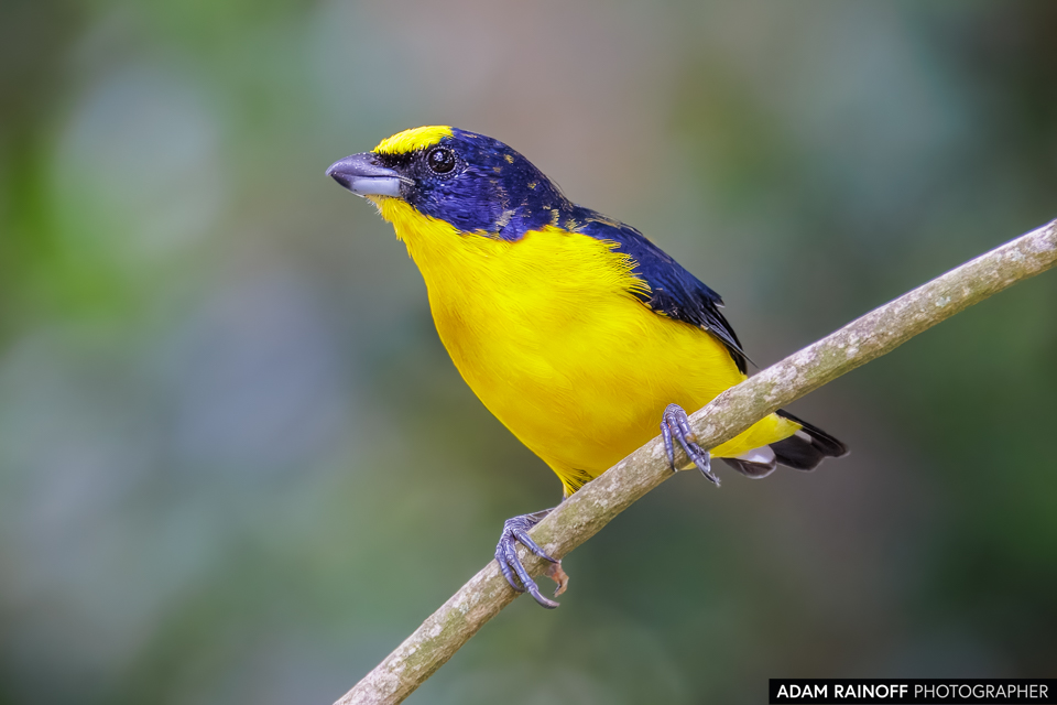 Thick-billed Euphonia, photographed at Finca Ecoturística San Javier, near Ibagué, Tolima, Colombia