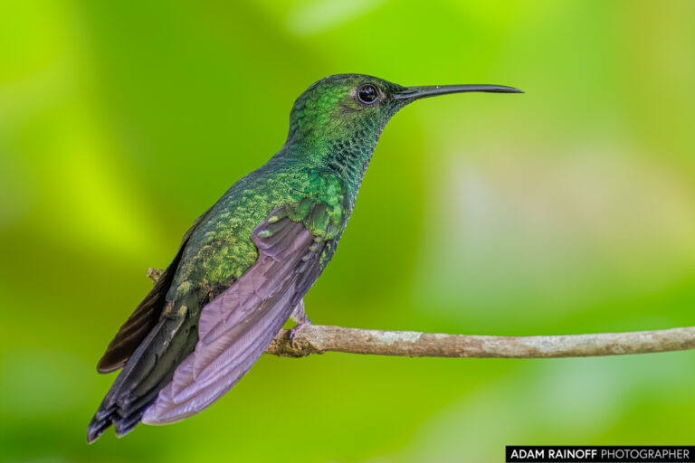 White-vented Plumeleteer (Chalybura buffonii)