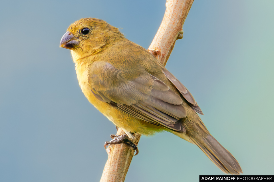 Female Gray Seedeater, photographed near San Pablo de Borbur, Boyacá, Colombia