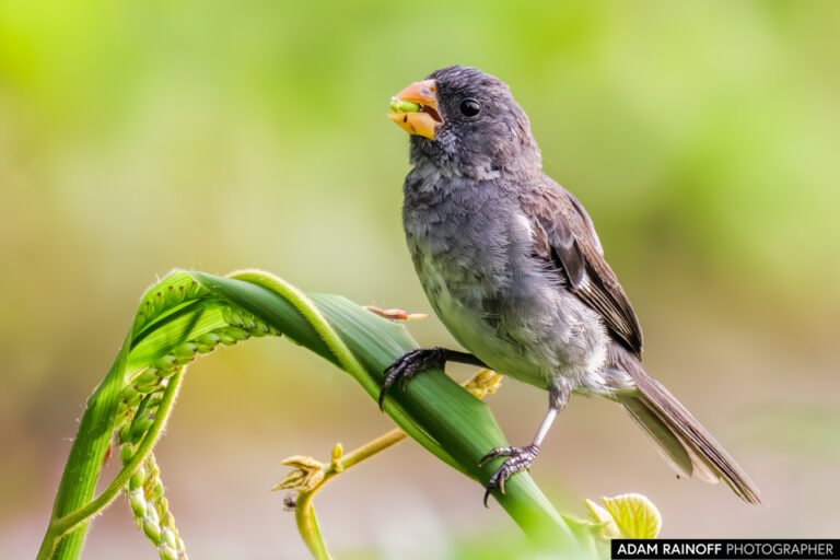 Gray Seedeater (Sporophila intermedia)