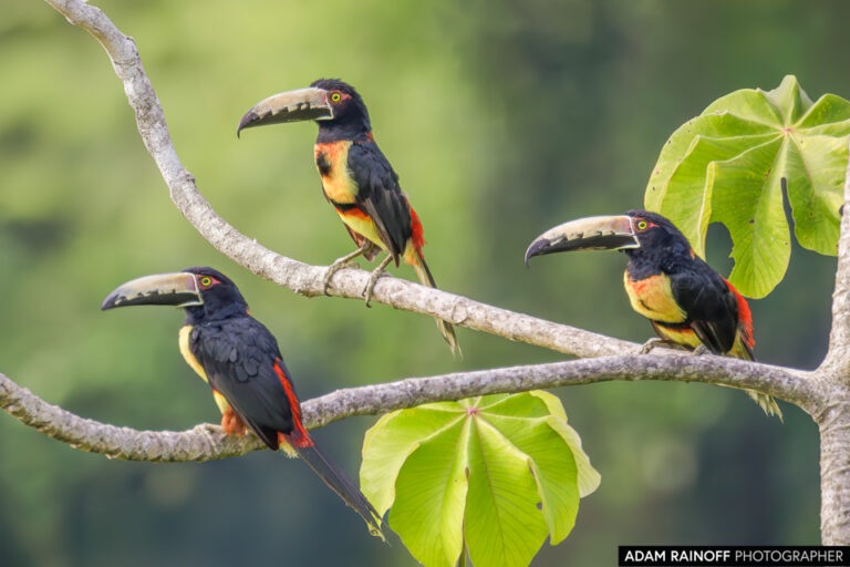 Collared Aracari (Pteroglossus torquatus)