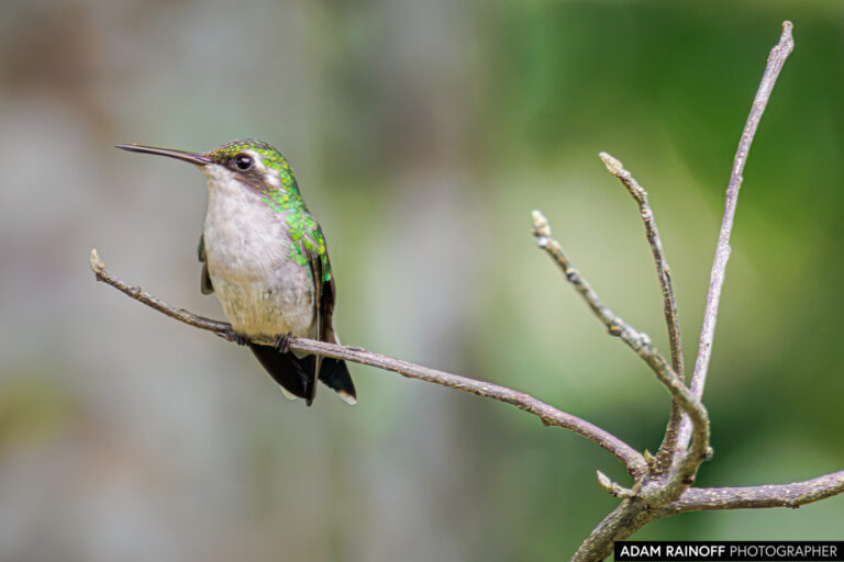 Red-billed Emerald (Chlorostilbon gibsoni)